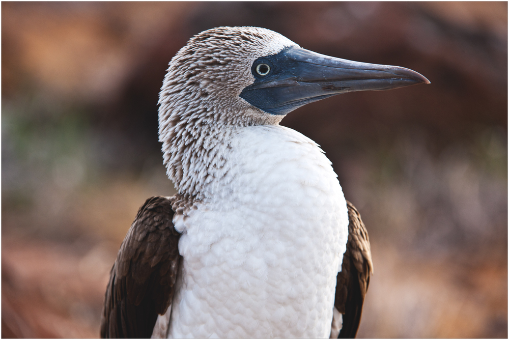 [ Blue-footed Booby ]