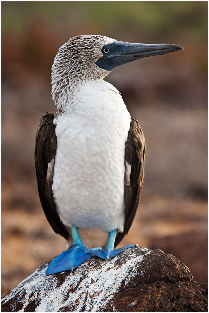 [ Blue-footed Booby ]