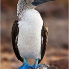 [ Blue-footed Booby ]