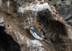 Blue footed Booby oder-                  _DSC9603-2