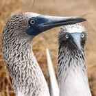 Blue-footed Booby (Sula nebouxii)