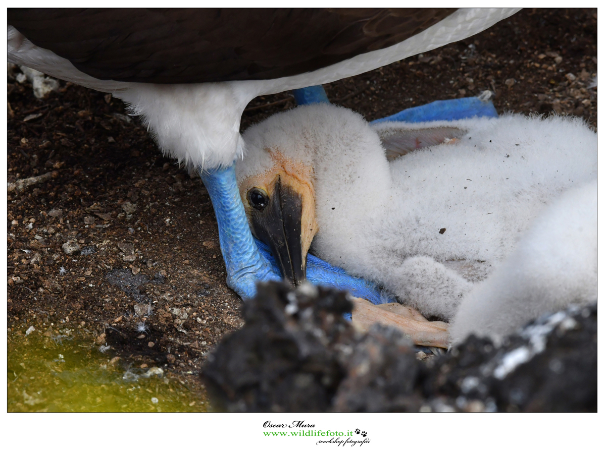 Blue footed booby workshop galapagos https://www.wildlifefoto.it/