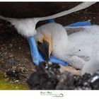 Blue footed booby workshop galapagos https://www.wildlifefoto.it/