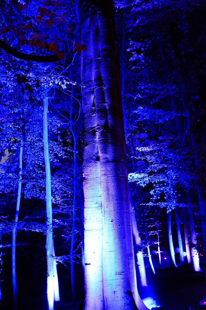 Blue Forest