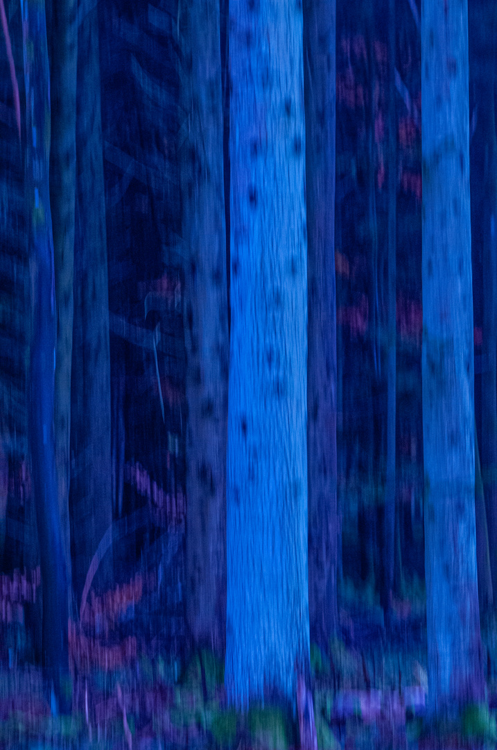 blue forest