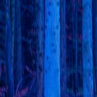 blue forest