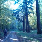 Blue Forest