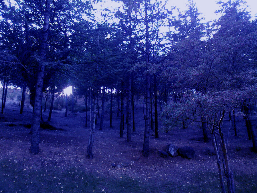 Blue Forest