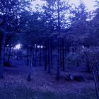 Blue Forest