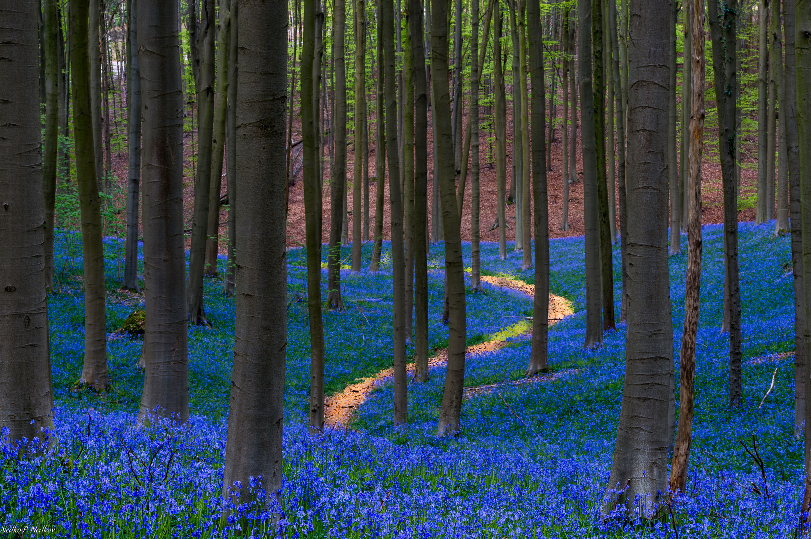 Blue Forest