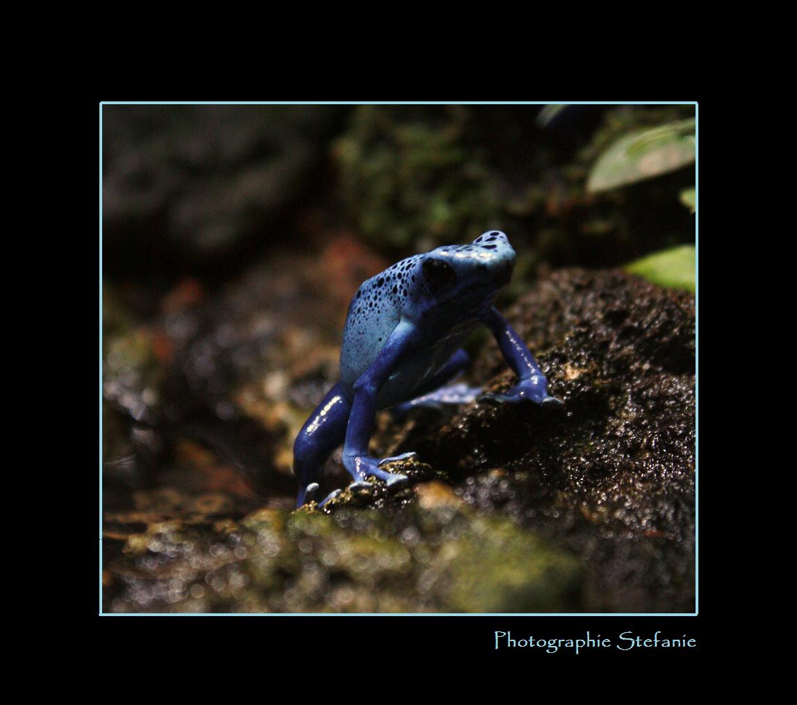 bLue frog.