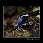 bLue frog.