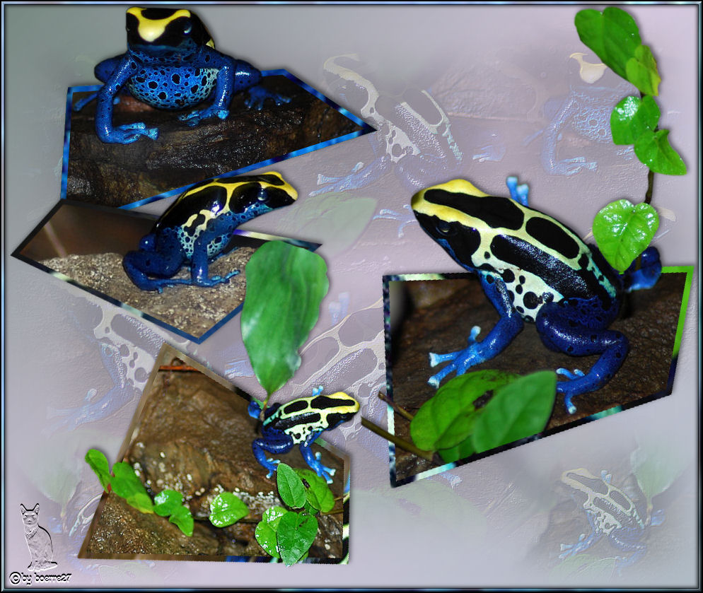 Blue Frog Collage - Gewidmet Delia und allen Froschfreunden