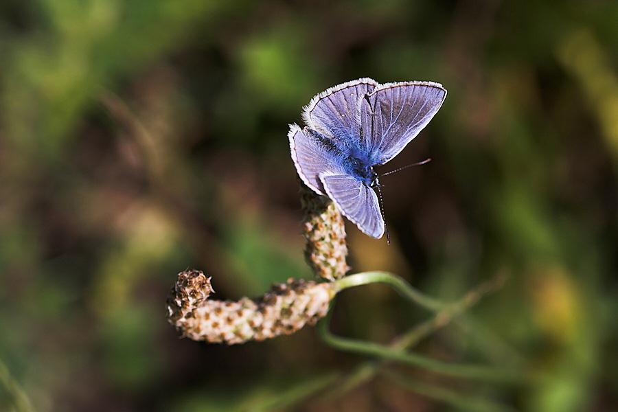 blue gentleman