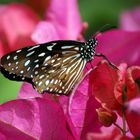 Blue Glassy Tiger Butterfly