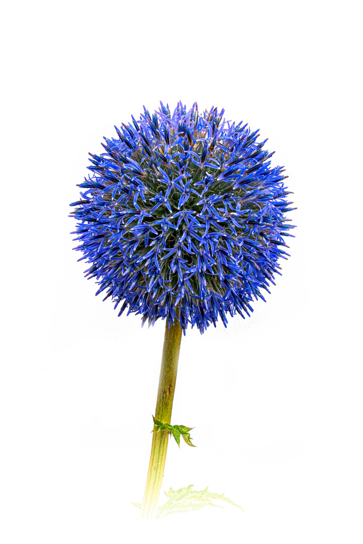 Blue globe thistle