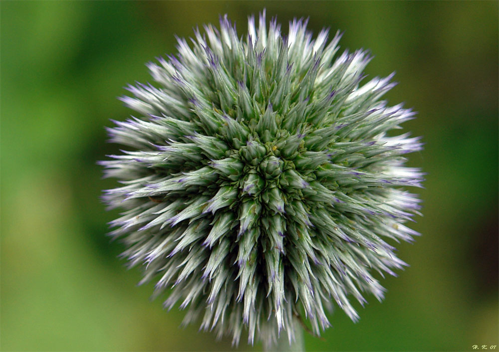 Blue Globe Thistle - Echinops bannaticus