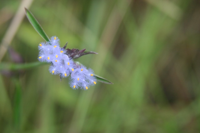 Blue Gras