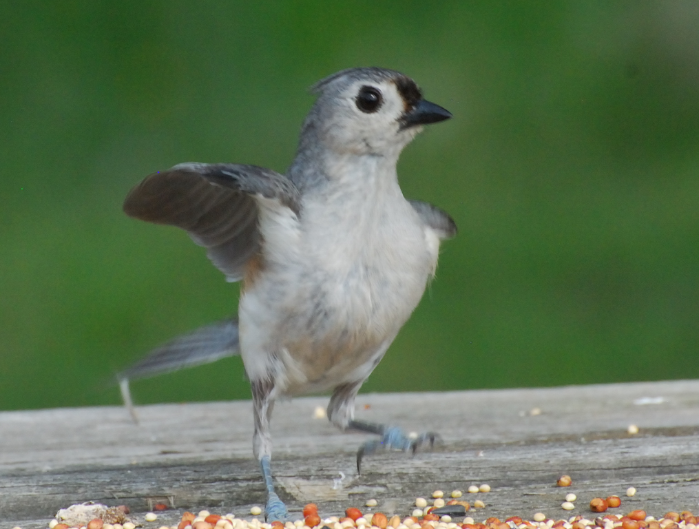 Blue-gray Gnatcatcher (Polioptila caerulea)