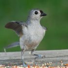 Blue-gray Gnatcatcher (Polioptila caerulea)