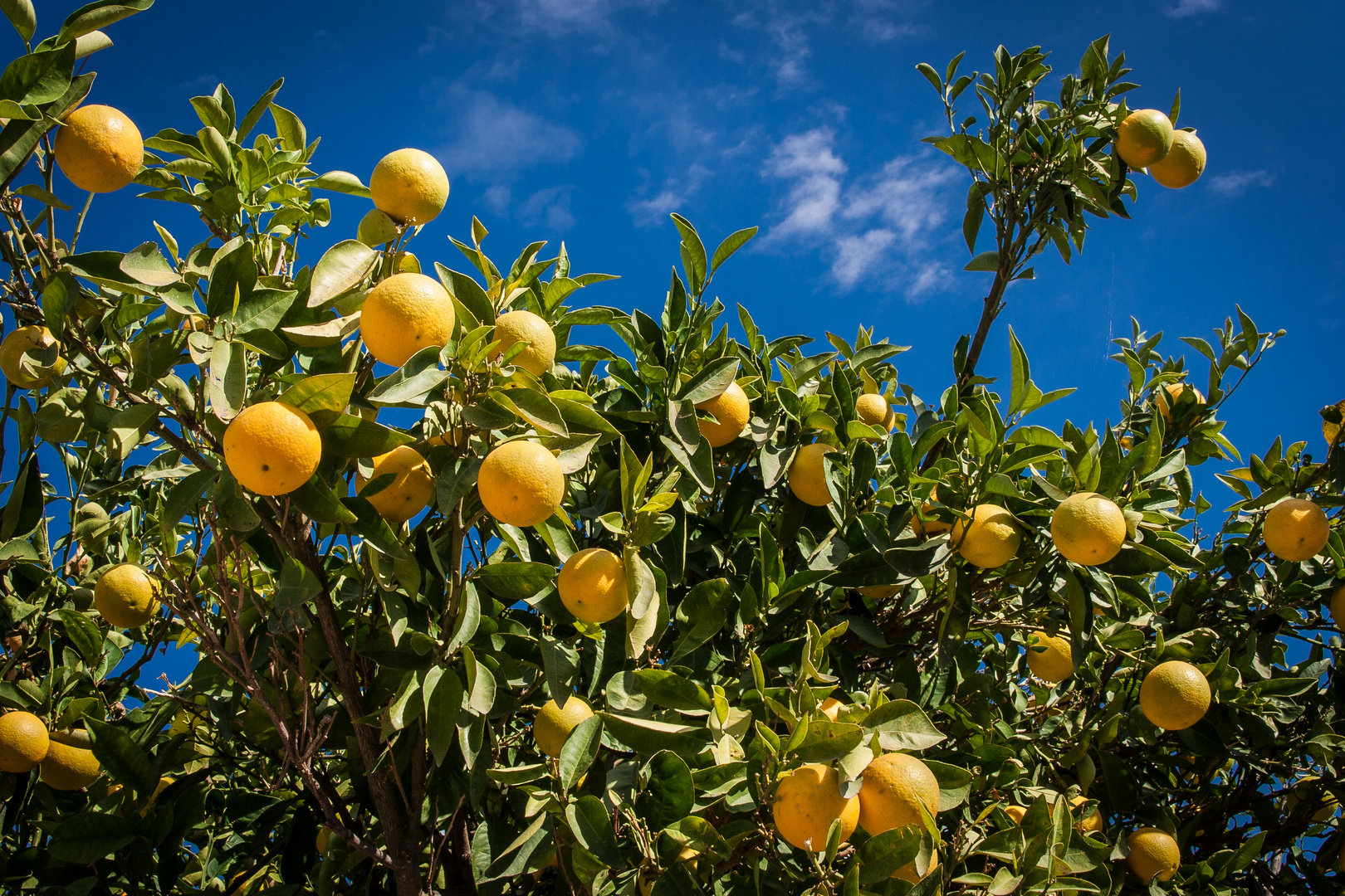 Blue, Green, Yellow!