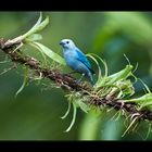 [ Blue-grey Tanager ]