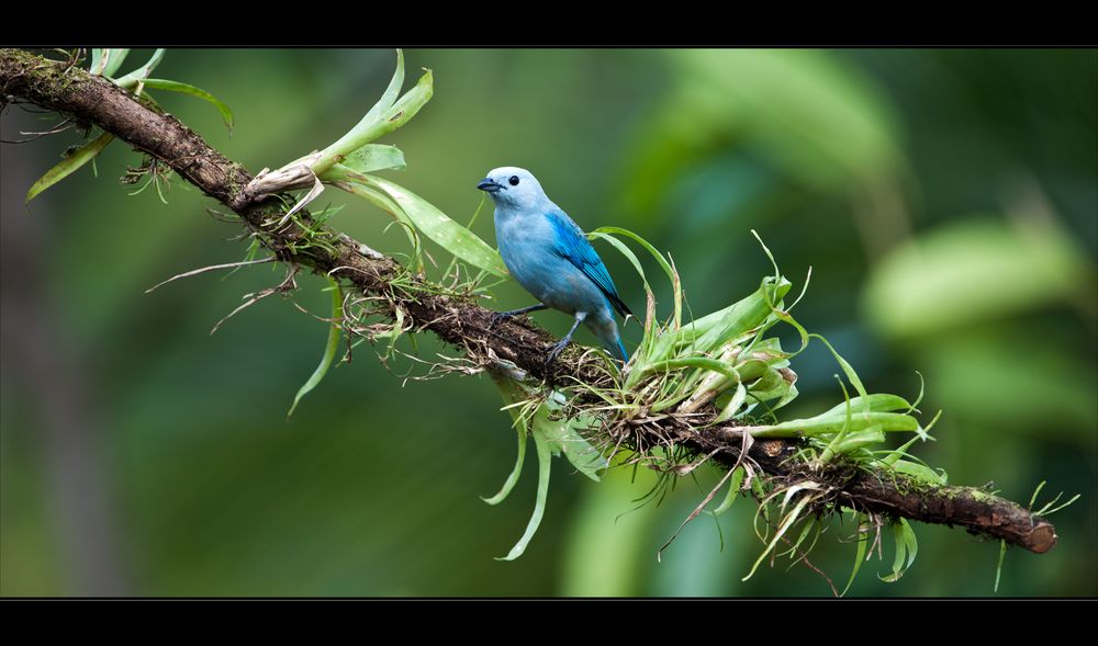 [ Blue-grey Tanager ]