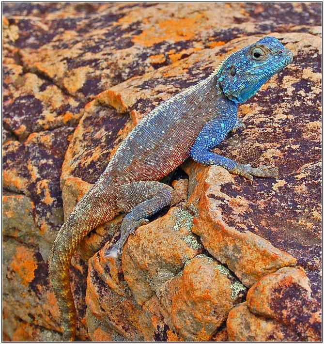 Blue-headed lizzard