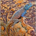 Blue-headed lizzard