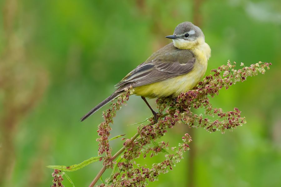 Blue-headed Wagtail