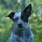 Blue Heeler