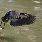 Blue Heron