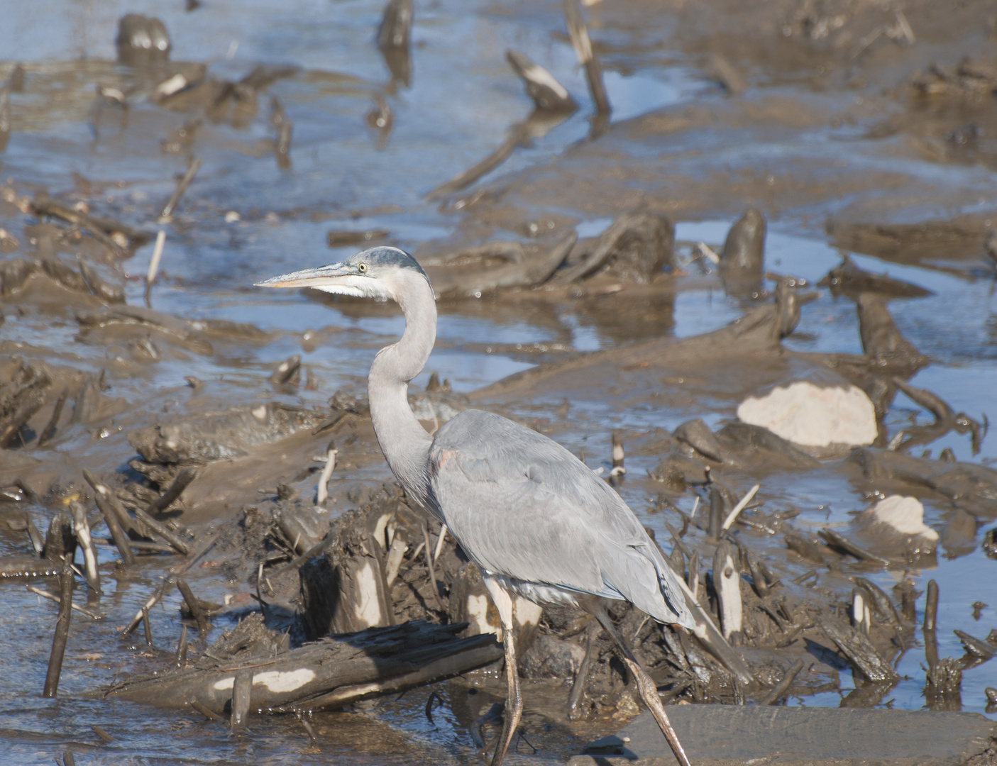 Blue Heron