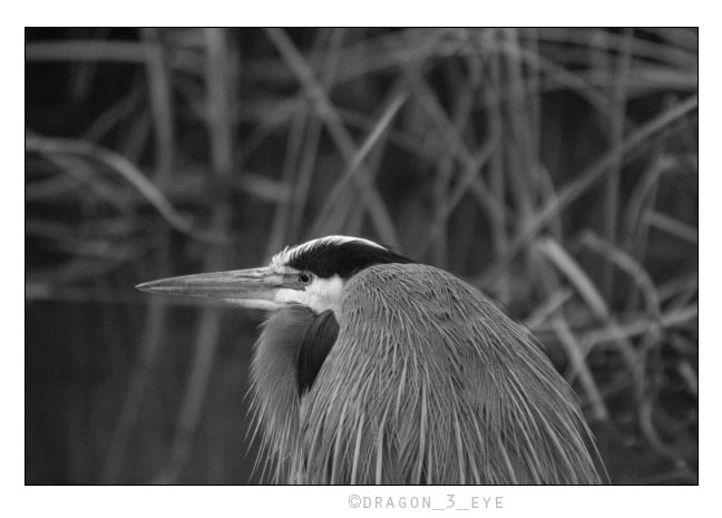 Blue Heron 