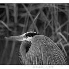 Blue Heron 