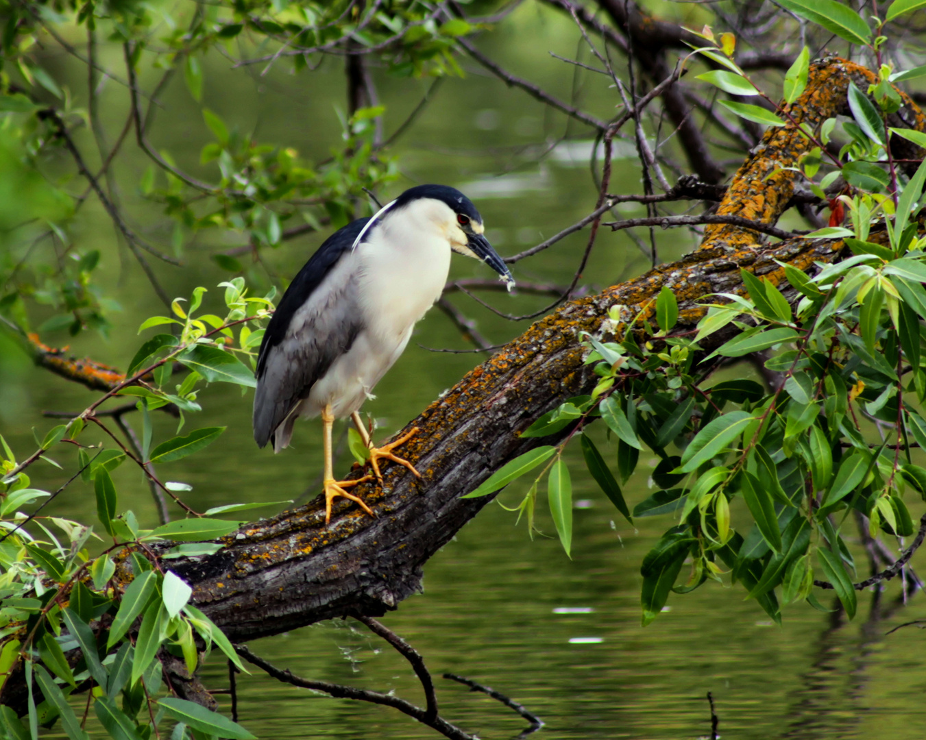 Blue Heron