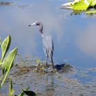 Blue Heron