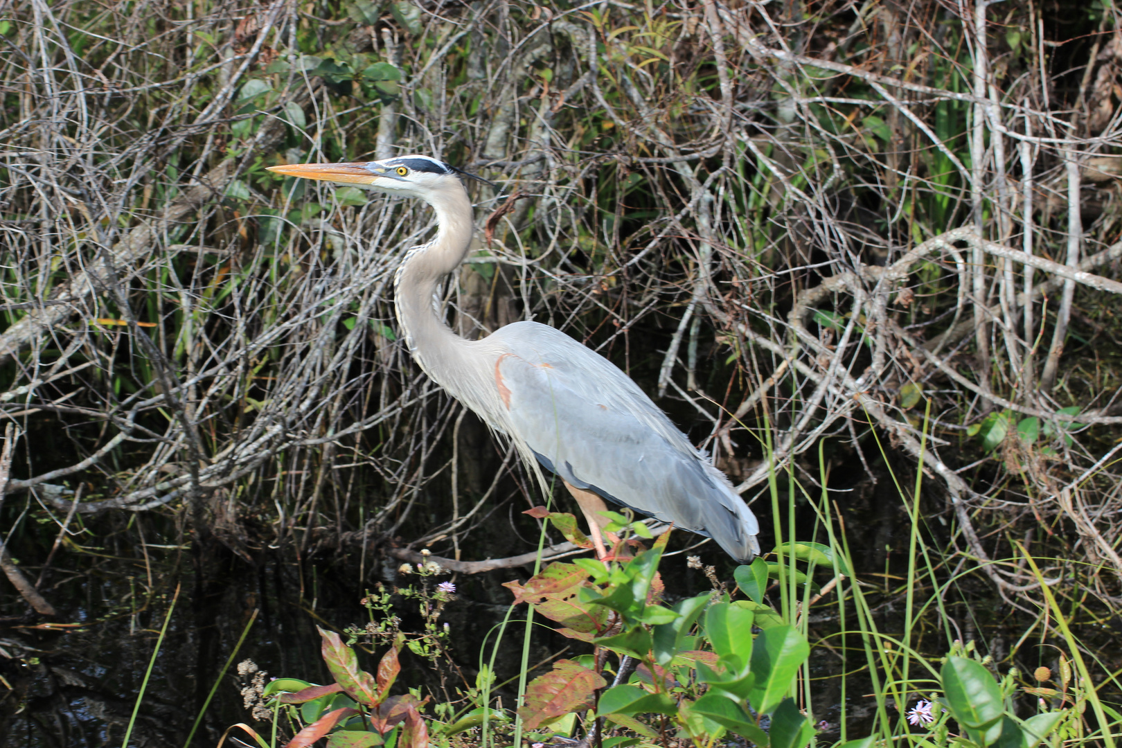 Blue Heron