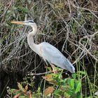 Blue Heron