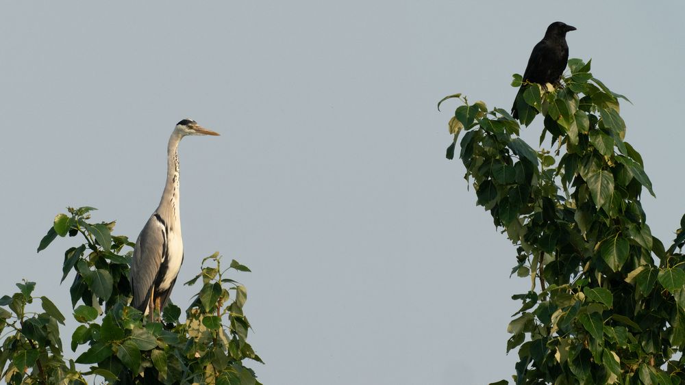 Blue Heron and Carrion Crow