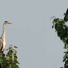 Blue Heron and Carrion Crow