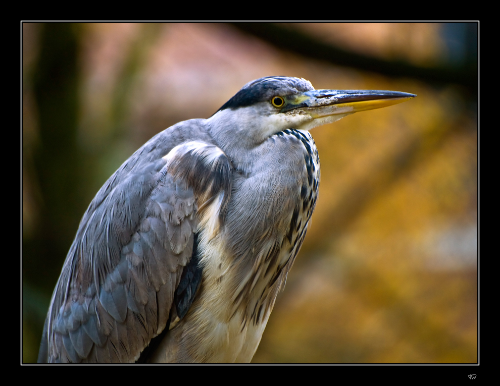 Blue heron