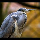 Blue heron