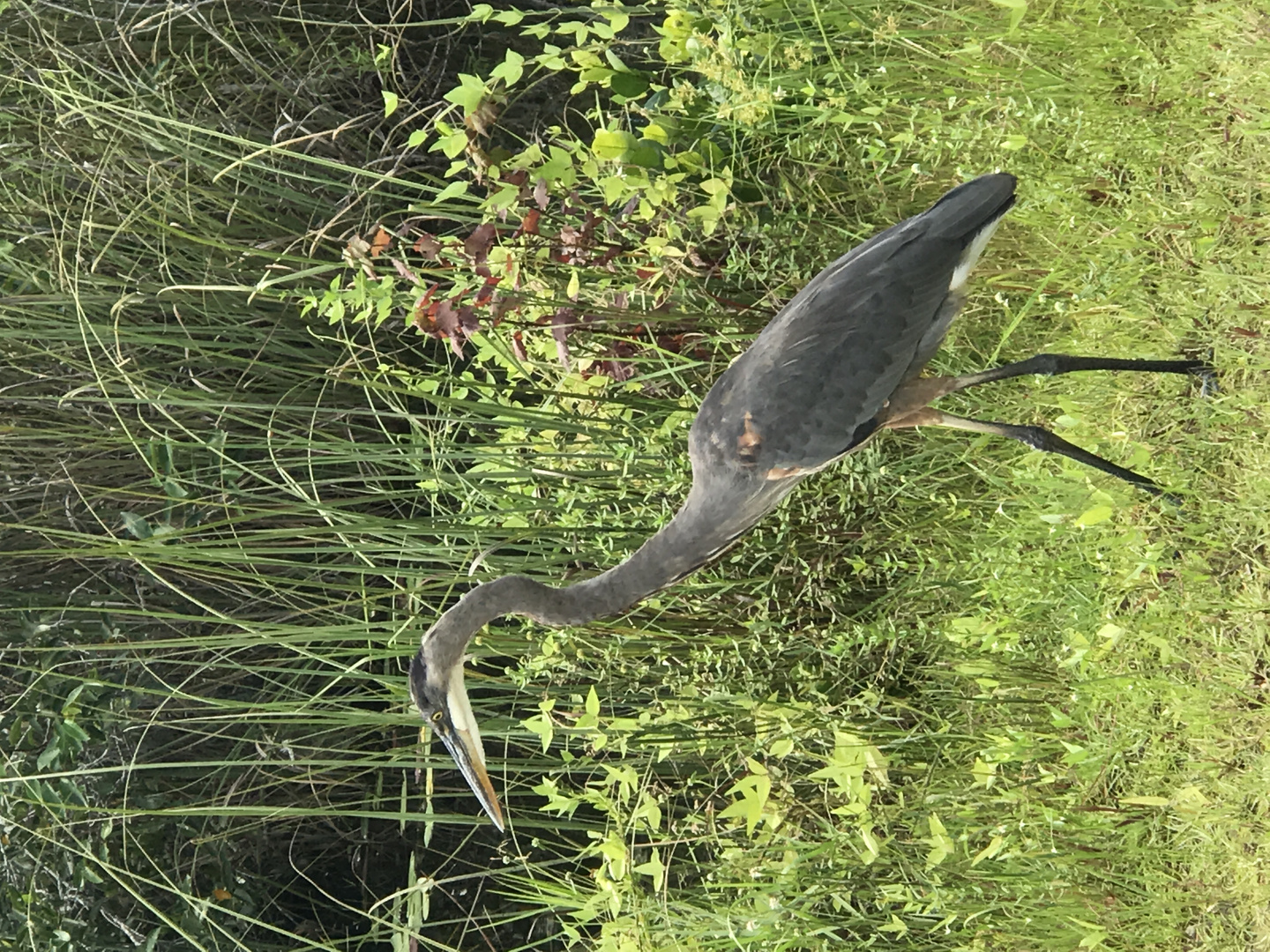 Blue Heron