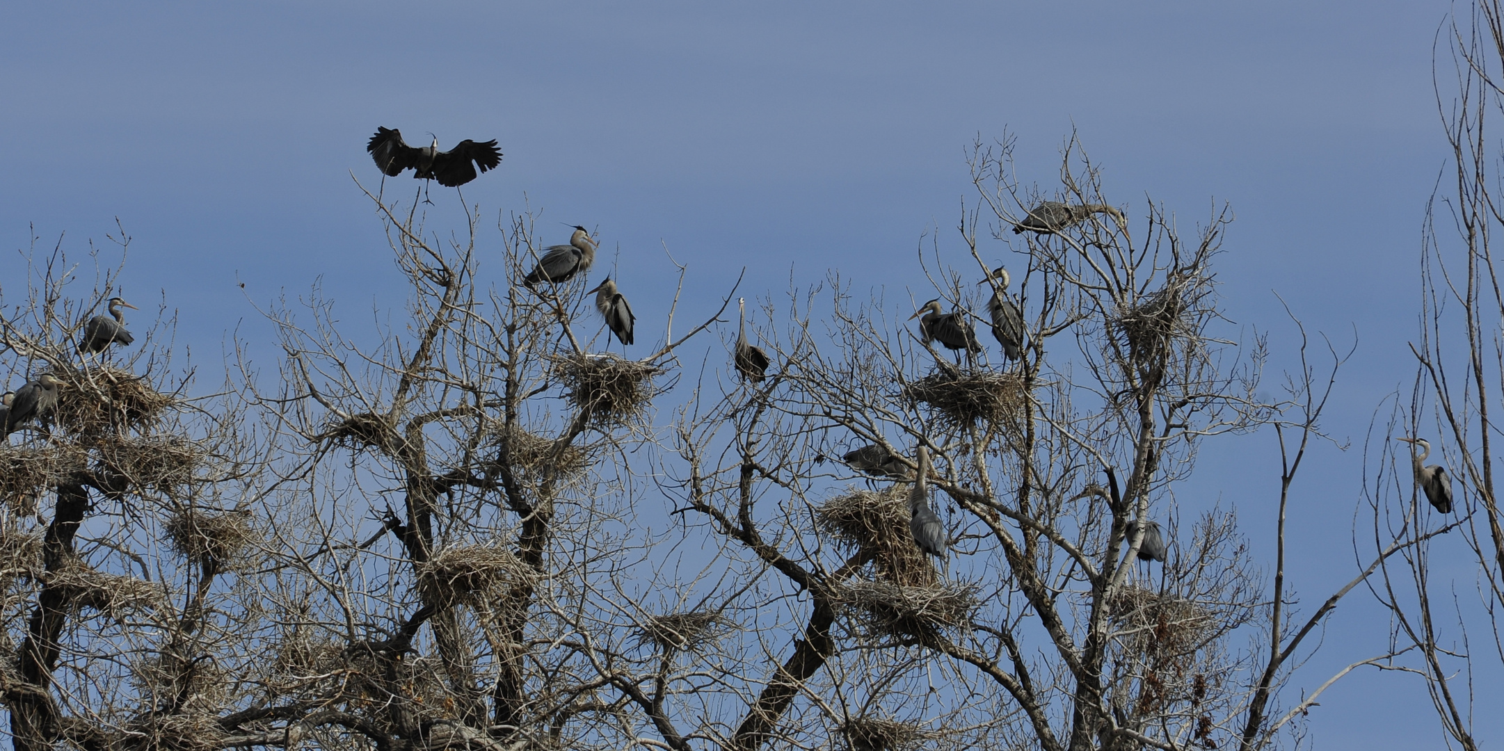 Blue Heron Colony