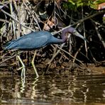 Blue Heron