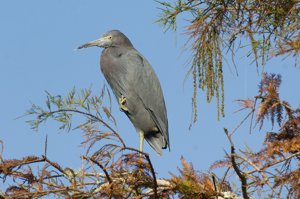 Blue Heron