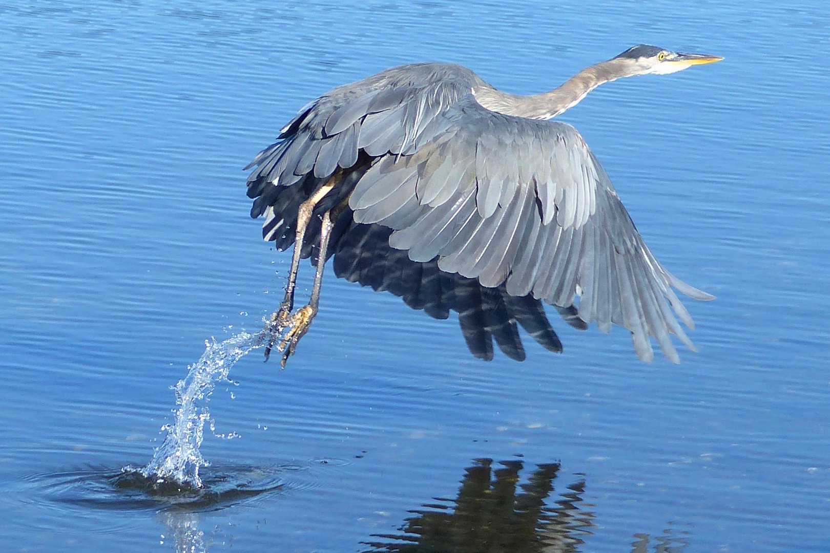 Blue Heron