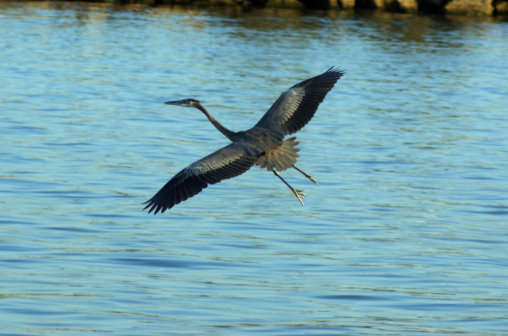 Blue Heron