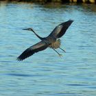 Blue Heron